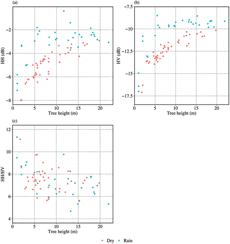 Figure 6. Scatterplots between tree height (m) and L-band backscatter: (a) HH, (b) HV, and (c) HH/HV. Red and blue dots represent data for September (dry season) and March (rainy season), respectively.