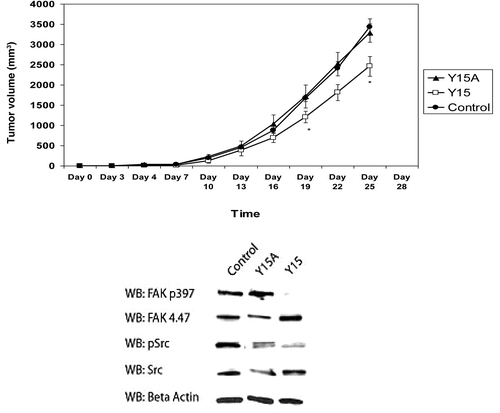 Figure 4. Y15 inhibited in vivo tumorigenesis and pY397 FAK expression. Upper panel: Mice were inoculated with 2 × 106 SW620 cells and treated 5 d per week with Y15, Y15A (Y15 derivative), or PBS. Tumor volumes were calculated every 3 d. After 19 d of treatment, Y15 significantly decreased tumor volume compared with 1× PBS or Y15A. Lower panel: Following sacrifice, protein lysates from select tumor samples were examined by western blot. pY397 FAK and pSrc expression were decreased in tumors treated with Y15.