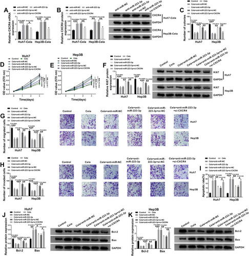 Figure 7 miR-223-3p depletion reversed the anti-tumor effect of celastrol on HCC in vitro by up-regulating CXCR4. (A and B) The levels of CXCR4 mRNA and protein levels in celastrol (Cela)-treated Huh7 and Hep3B cells transfected with anti-miR-NC, anti-miR-223-3p, anti-miR-223-3p+si-NC or anti-miR-223-3p+si-CXCR4. Huh7 and Hep3B cells were transfected with anti-miR-NC, anti-miR-223-3p, anti-miR-223-3p+si-NC or anti-miR-223-3p+si-CXCR4 for 24 h and then treated with 1 µM of celastrol (Cela) for 48 h, followed by the measurement of cell colony formation by colony formation assay (C), cell proliferation by MTS assay (D and E), Ki67 level by Western blot (F), cell migration and invasion by transwell assay (G and H), cell apoptosis by flow cytometry (I), the levels of Bcl-2 and Bax by Western blot (J and K). n = 3; data were presented as mean ± SD; *P < 0.05, **P < 0.01 or ***P < 0.001 vs anti-miR-NC, anti-miR-223-3p+si-NC, Control, Cela+anti-miR-NC or Cela+anti-miR-223-3p+si-CXCR4.