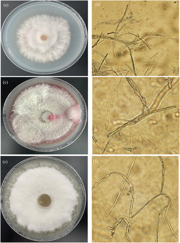 Figure 1. Morphological identification of Qing 9A-1-1 (a) on medium and (b) microscope (400), Qing 9A-2 (c) on medium and (d) microscope (400), and Qing A-5-8 (e) on medium and (f) microscope (400).