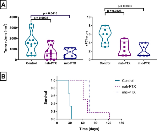 Figure 2 (A) Violin plots of tumor volume (left) and sPCI score (right) of ovarian cancer xenografts, showing a significant decrease in both for treated groups compared to controls. (B) Kaplan-Meier survival plot of mice treated with nab-PTX, mic-PTX or saline. (N=6/group).