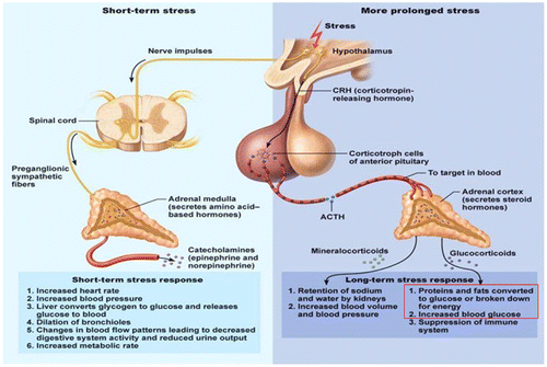 Figure 12. Role of cortisol in converted protein and fat to glucose blood glucose in stress (Rajendran et al., Citation1979).