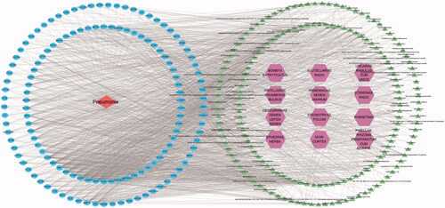 Figure 2. Drug-component-target-disease interaction network diagram. Purple represents drugs, green represents 171 active components in Qiangli Wuhu mixture, blue represents 135 common targets and red represents diseases.