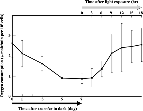 Fig. 72. Measurement of zygote oxygen consumption. Oxygen consumption was measured from the beginning of zygote maturation until the completion of meiosis. Black arrow: zygotes were transferred to the dark for maturation. Grey arrow: mature zygotes were exposed to light to induce meiosis. Standard deviations were calculated from five independent experiments.