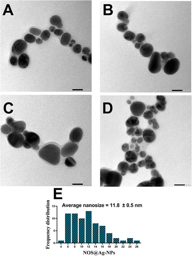 Figure 6 TEM micrographs illustrating the shape and size (A-D) of Nos@AgNPs synthesized by Nostoc muscorum Lukesova 2/91 and their average nanosize (E). Scale bar of 20 nm.