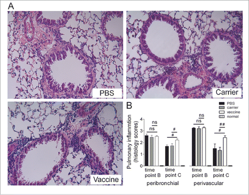Figure 4. Sustained lung-tissue inflammation was significantly elevated in mice vaccinated at 4 weeks after discontinuation of the OVA challenge (interventional experiments). (A) Lung sections were stained with H&E, and the representative images are shown (original magnification, ×200). (B) Semi-quantitative analysis. Peribronchiolar and perivascular accumulation of inflammatory cells was assessed using an indexed scale. The data are expressed as score values. The statistical analyses were performed with one-way ANOVA followed by a Newman-Keuls multiple-comparison test. #P < 0.05, ##p < 0.01, ns: not significant; N = 6/group at time point B, and N = 8/group at time point C