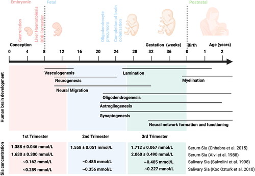Figure 1. Overview of human brain development processes. Apart from Courchesne et al. Citation2019; Menassa and Gomez-Nicola (Citation2018). The total Sia concentration in maternal serum and saliva in first, second and third trimester of pregnancy (Alvi, Amer, and Sumerin Citation1988; Chhabra et al. Citation2015; Koç Öztürk et al. Citation2010; Salvolini et al. Citation1998). Abbreviations: BBB, blood-brain barrier; Sia, sialic acids.