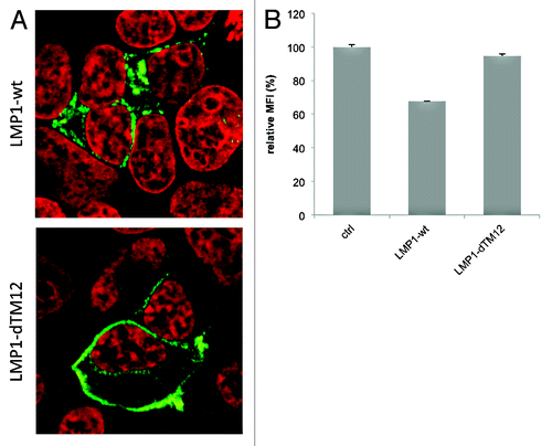Figure 3. LMP1 reduces CD63 surface expression. (A) HEK293 cells labeled for LMP1, showing cytoplasmic staining pattern of LMP1-wt, and mainly plasmamembrane localized LMP1-dTM12 expression. (B) CD63 surface expression (mean fluorescence intensity, MFI) in HEK293 cells transfected with LMP1-wt or LMP1-dTM12 together with GFP-N1, or control (ctrl, GFP-negative).