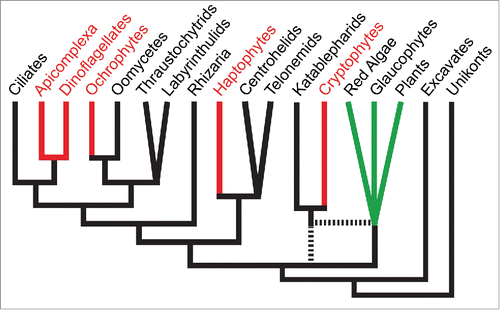 Figure 2. Schematic of eukaryotic phylogeny of major lineages based on recent published phylogenomic analyses e.g.,Citation26,27 Red algal-derived secondary plastid containing lineages are shown in red. For simplicity, only select aplastidic lineages related to ochrophytes, haptophytes and cryptophytes are shown. Primary plastid-containing lineages are shown in green. Uncertainty in lineage branching order is shown either as polytomies or broken lines. The chromalveolate hypothesis predicts that a common ancestor that gave rise to all red lineages acquired a single red algal-derived plastid. Current eukaryotic phylogenies require this to be very early in eukaryotic evolution, and for multiple cases of plastid loss in descendant aplastidic lineages.