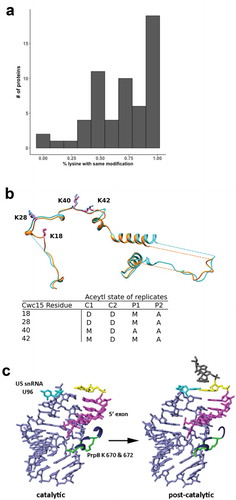 Figure 6. Modification changes between catalytic and post-catalytic spliceosomes. (a) Histogram depicting the distribution of the percentage of overall modification differences for the 58 proteins present in both complexes. (b) Structural alignment of human Cwc15 from catalytic (cyan with blue lysine residues) and product (orange with pink lysine residues) spliceosomes and a table listing the MS/MS modification state of corresponding lysines. D is deutero-acetyl, A is acetyl and M is mixed while C and P concerns the corresponding catalytic and product spliceosome MS/MS data sets. Note that lysine 22 (K22) from the catalytic spliceosome lies within an unmodeled region. (c) Close-up view of the relative positions of U5 snRNA stem-loop I (lavender), 5′ exon (magenta), and differentially modified Prp8 lysine residues K670 and K672 (green) in catalytic and post-catalytic spliceosome conformations. The last nucleotide of the 5ʹ exon is highlighted in yellow, and U96 of U5 snRNA is in cyan