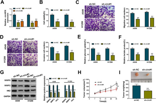 Figure 2 CircNFIX knockdown repressed NSCLC malignant progression in vitro and in vivo. (A) CircNFIX expression by qRT-PCR in A549 and H1299 cells transduced with sh-NC, sh-circ#1 or sh-circ#2. Cell viability by CCK-8 assay (B), cell migration and invasion by transwell assay (C and D), glucose uptake and lactate product using the assay kits (E and F), the levels of MMP9, MMP2 and HK2 by Western blot (G) in sh-NC- or sh-circ#1-transduced A549 and H1299 cells. (H and I) sh-circ#1-transduced or sh-NC-infected A549 cells were subcutaneously implanted into nude mice (n = 6 per group), and tumor volume was measured every week after 7 days implantation, tumor image was photographed and tumor weight was gauged at the end of the animal experiments.