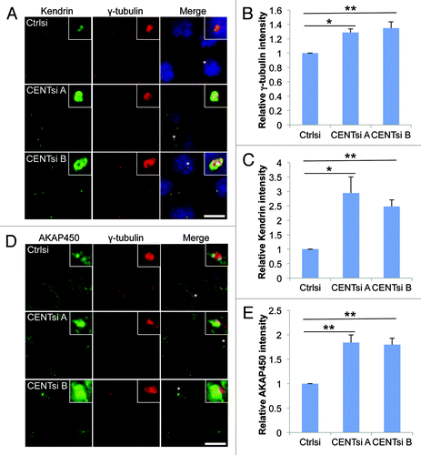 Figure 5. PCM accumulation at the centrosome is increased in Centrobin-depleted cells. Control or Centrobin-depleted cells were stained with the indicated antibodies: (A–C) γ-tubulin and Kendrin, (D and E) γ-tubulin and AKAP450. Insets are 8× magnification of centrosomes marked with asterisk. Intensity of the centrosomal staining was measured by drawing a 2.14 μm square around the centrosome and is graphed relative to control cells. Error bars represent the standard error of the mean from three independent experiments. For each experiment 20 cells were counted per condition. p-values are denoted as follows: *p < 0.05, **p < 0.01. Scale bars represent 20 μm.