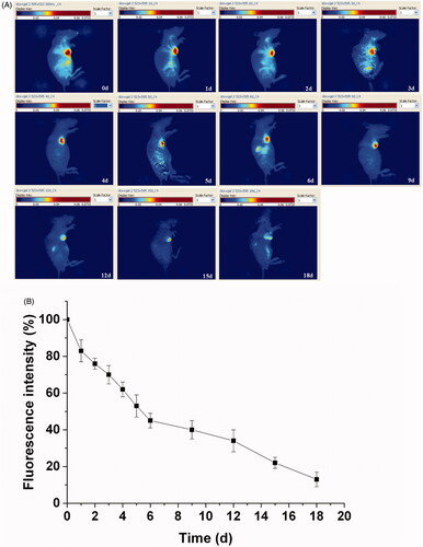 Figure 5. Hydrogel erosion from the hydrogel with rainbow color by fluorescence imaging, with one representative of six in each group. The fluorescence signals of the hydrogel were recorded with an excitation wavelength of 595 nm (A).Quantitative analysis of the hydrogel erosion by fluorescence imaging in vivo. The results were expressed as mean ± SD (n =6) (B).