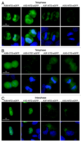 Figure 4. Localization of single domain variants of A3B, A3D, A3F and A3G. (A) Images of HeLa cells in telophase expressing N-terminal or (B) C-terminal halves of the indicated APOBEC3-eGFP constructs. DAPI and merged images below. Wild-type A3D-CTD was toxic, so a catalytic mutant was used (A3D-CTD-E264A; indicated by *). All images are representative of several telophase cells. (C) Representative images of HeLa cells in interphase expressing the N-terminal halves of the indicated APOBEC3-eGFP constructs.