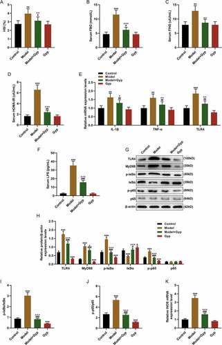 Figure 2. Effect of Gypenosides on biochemical indicators and inflammatory factor and LPS/TLR4 downstream pathway in NAFLD rat model (a) hepatic steatosis index (HSI) of rats was evaluated. (b) Fasting blood glucose (FBG) of rats was measured. (c) Fasting insulin (FINS) of rats was detected. (d) Insulin resistance (HOMA-IR) of rats was evaluated. (e) The expressions of IL-1β, TNF-α, and TLR4 were detected by qRT-PCR. (f) Serum LPS concentration was detected by ELISA kits. (G, H, I and J) The expressions of TLR4, MyD88, p-IκBα, κBα and p-p65 and p65 were detected by Western blotting. (k) QRT-PCR was used to detect the iNOS expression in liver tissue. n = 3, *P < 0.05, **P < 0.01, ***P < 0.001, vs. Control; ^P < 0.05, ^^P < 0.01, ^^^P < 0.001, vs. Model; #P < 0.05, ##P < 0.01, ###P < 0.001, vs. Control