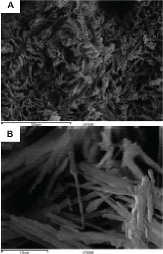 Figure 6 Scanning electron micrographs of the lyophilized formula F12 with different magnifications.Note: Magnification; (A) ×1,500 and (B) ×3,000.