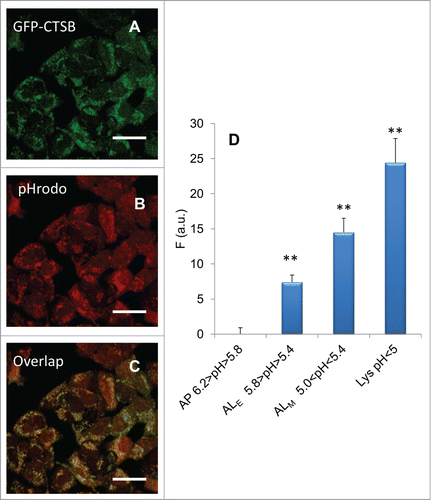 Figure 5. Differences in CTSB content in the different autophagic compartments. (A) Fluorescence image of EGFP-CTSB construct for untreated cells. (B) pHrodo® image from the same sample. (C) Overlap between EGFP-CTSB and pHrodo images. (D) Concentrations of CTSB in the different compartments. A continuous increase in CTSB going from alkaline toward acidic compartments is present. Error bars represent standard deviations of measured values (n = 100 cells). Asterisks denote statistical significance of differences among percentage distributions (χ2-test): **, P < 0.0001.
