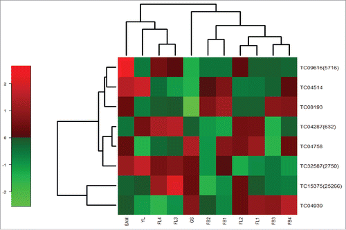 Figure 7. Heat map of chickpea START proteins generated using the normalized read counts of different tissues and flower stages.CTDB was used to retrieve the read counts. Tentative consensus (TC) ID along with contig number in brackets represents TM-START proteins. SAM-Shoot apical meristem: FB1-4-Flower bud stages: FL1-FL4- Flower stages:GS-Germinating seedlings:YL-Young leaf.