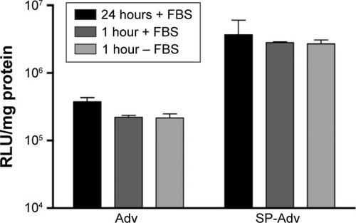 Figure 4 Serum does not alter SP-Adv transgene expression.Notes: MSCs (2×104 cells/well) were transduced with the indicated Advs or SP-Advs for 1 or 24 hours, with or without serum. After culturing for 24 hours, luciferase expression was measured (n=6). All data are represented as mean ± sd (no significant difference compared with Adv group).Abbreviations: Adv, adenovirus vector; FBS, fetal bovine serum; MSCs, mesenchymal stem cells; RLU, relative light units; sd, standard deviation; SP-Adv, spermine-pullulan-adenovirus vector.