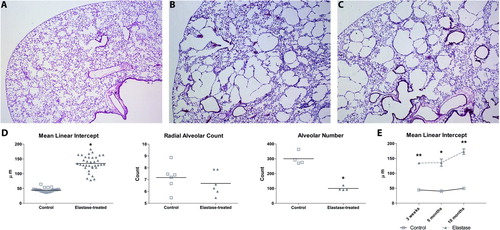 Figure 3.  Representative histological sections of saline-controls (A), elastase-treated mice 21 days after injection (B) and elastase-treated mice 10 months after elastase injection (C). Sections were stained with hematoxylin and eosin. Morphometry results (D) are expressed as mean ± SEM for both control and elastase-treated group for mean linear intercept (n = 35), radial alveolar counts (n = 6), and alveolar number (n = 4). Morphometry results for 5 and 10 months of recovery in room-air (E) are expressed as mean ± SEM for mean linear intercept (n = 5). * = p < 0.05 ** = p < 0.001.