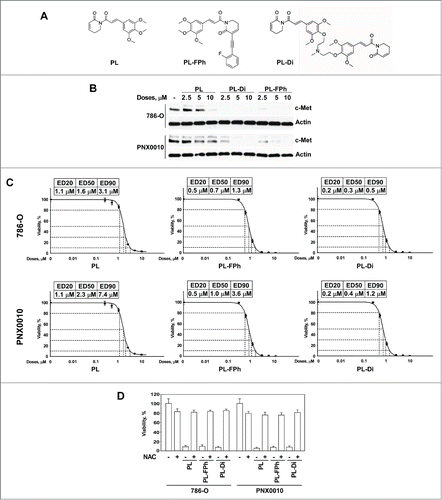 Figure 3. PL derivatives, PL-FPh and PL-Di, deplete c-Met protein and reduce viability of RCC cells with greater efficiency than native PL. (A) Chemical structures of PL and PL derivatives. (B) The effect of PL derivatives on the expression of c-Met protein in 786-O and PNX0010 RCC cells. Cells were treated with indicated concentrations of either PL, PL-FPh or PL-Di for 12 hours. Cell lysates were subjected to SDS-PAGE, blotted, and probed with specific antibodies. (C) The effect of PL and PL derivatives on the viability of 786-O and PNX0010 cells. Cells were treated with escalating concentrations of PL, PL-FPh or PL-Di for 48 hours. Viability was analyzed as described in Materials and Methods. (D) Administration of NAC abolishes the inhibitory effect of PL and PL derivatives on the viability of 786-O and PNX0010 cells. Cells were treated at ED50 concentrations of PL, PL-FPh or PL-Di for 48 hours with or w/o NAC (5 mM). Viability was analyzed as described in Materials and Methods.