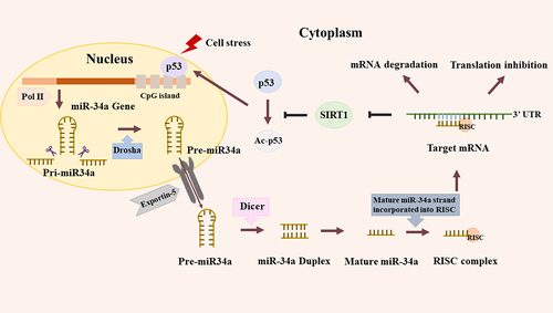 Figure 1. Biogenesis and feedback loop of miR-34a. DNA damage induces the transcription of miR-34a by binding the promoter, CpG island. Firstly, miR-34a is transcribed as long hairpin molecule (pri-miRNA), which is processed by the human RNase Ill DROSHA to transform into pre-miRNAs. Then miR-34a is delivered into cytoplasm through Exportin-5 and subsequently is cut by another human RNaseIll, DICER. Lastly, the mature miR-34a strand generates after several steps and this mature strand is incorporated into the RNA-induced silencing complex (RISC). Like this, miR-34a could bind with the 3’-UTR of target mRNA, leading to the degradation or translation inhibition of mRNA. Besides, miR-34a could suppress SIRT1 to increase acetylation of p53, upregulating p53-dependent apoptosis.