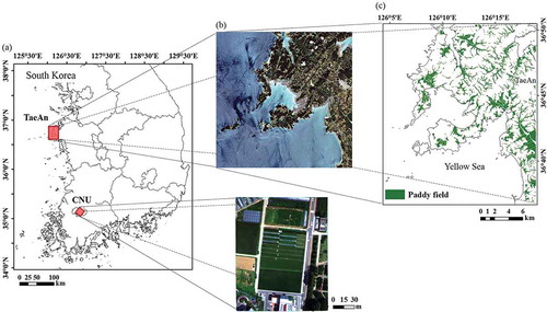 Figure 1. (a) Locations of the two study sites. (b) True-color images of the two study sites: An unmanned aerial vehicle image of a paddy rice field at Chonnam National University (CNU), Gwangju, and a RapidEye image of TaeAn, South Chungcheong Province, Korea. (c) A digitized rice paddy cover map of TaeAn.