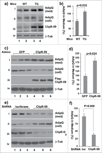 Figure 5. The impact of ClipR-59 expression on adiponectin production. (a) ClipR-59 transgenic adipose show increased adiponectin production. Epididymal pads were isolated from ClipR-59 transgenic mice and their wildtype littermates and incubated in serum-free medium for 6 hrs. Then medium and total tissue extracts were harvested for Western Blot with indicated antibody. (b) Quantitative presentation of Data in a). The medium levels of adiponectin in wildtype adipose tissue were set as 100%. Bar graphs show means ± STDV, n = 6. (c) Overexpression of ClipR-59 in 3T3-L1 adipocytes increases adiponectin production. 3T3-L1 adipocytes were transduced with adenoviral vectors that express either GFP or ClipR-59 in triplicates. 48h posttransduction, the medium was changed to serum free medium. 6 hrs later, the medium and total cell lysates were harvested for Western blot with anti-adiponectin antibody (i) and (ii). The levels of Flag-ClipR-59 expressed from adenoviral vectors is shown in panel iii. (d) Quantitative presentation of Data in a). The medium levels of adiponectin in control medium were set as 100%. Bar graphs show means ± STDV, n = 3. (e and f) Knockdown of ClipR-59 in adipocytes reduces adiponectin production. The experiments were carried out similar to (c) and (d) except adenoviral vectors that express either luciferase shRNA or ClipR-59 shRNA were used. Med: Medium. Cell: cell lysates.