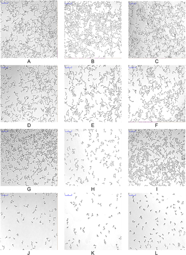 Figure 1 Observation of morphological transition from yeast to hyphae. CA10 cells in diluted in hyphae-inducing media (RPMI 1640 medium) were treated with FLC (1 μg/mL) (D–F), LEF (64 μg/mL) (G–I), or a combination of FLC (1 μg/mL) with LEF (64 μg/mL) (J–L), respectively. CA10 cells without drug treatment were used as the control (A–C). The cellular morphology of CA10 cells was photographed after incubation at 35 °C for 4 h. The photographs were collected from three independent experiments.
