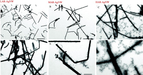 Figure 1. TEM images of AgNWs after 1 h of incubation in the exposure medium (scale bar for A, B, and C: 200 µm; scale bar for D, E, and F: 500 nm). LAR-AgNW: 43 nm diameter × 1.8 µm, PVP-coated, MAR-AgNW: 65 nm diameter × 4.4 µm, PVP coated, HAR-AgNW: 39 nm diameter × 8.4 µm, uncoated.
