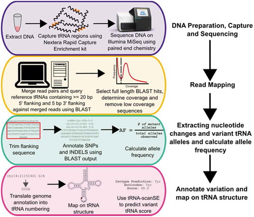 Figure 2. Workflow for sequencing and mapping tRNA genes, followed by variant calling, annotation and functional predictions used in this study.