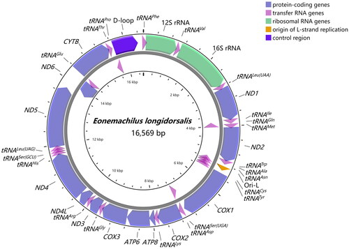 Figure 2. Gene map of the mitochondrial genome of Eonemachilus longidorsalis. Gene encoded on H- and L- strands with inverse arrow directions were shown outside and inside the circle, respectively. The complete mitogenome of E. longidorsalis is 16,569 bp with the inclusion of 13 protein-coding genes, 22 transfer RNA genes, two ribosomal RNA genes, origin of L-strand replication (Ori-L) and control region (D-loop).