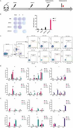 Figure 3. SARS-CoV-2 antigen-specific T-cellular immune responses were elicited by the recombinant ZWY2-S and ZWY2-N in mice. (a) Schedule for vaccination and the immunogenicity detecting procedure in mice. Six-week-old BALB/c mice were vaccinated with PBS, ZWY2, ZWY2-S, and ZWY2-N using the indicated dosage through a subcutaneous route. The symbols of red blood drops indicate the time points for collecting the serum samples. At 6 weeks and 9 weeks after the initial vaccination, five mice in each group were sacrificed, and the splenocytes were harvested and subjected to the following immunological assays. (b) at week 6, SARS-CoV-2 S or N antigen-specific T cell immune responses were detected using IFN-γ ELISpot assays following stimulation with the corresponding peptide pools. SFCs: spot-forming cells. (c) Gating strategy to analyze the frequency of CD4+ T and CD8+ T cells secreting the IFN-γ, TNF-α, IL-2 cytokines, and expressing CD107a marker by ICS assay. Column graphs depict the frequency of cytokine-positive CD4+ T cells and CD8+ T cells, which is calculated by subtracting the mock-stimulated sample at week 6 (d) and week 9 (e). Two independent experiments for animal immunization were repeated. The frequency of antigen-specific cytokine-positive T cell ratio These data were expressed as the mean ± SEM (*: P < .05; **: P < .01; ***: P < .001).