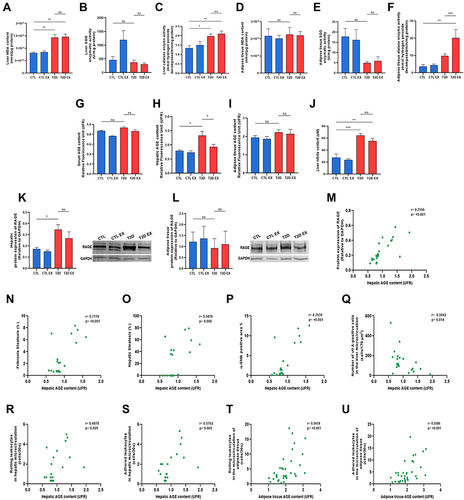 Figure 4 Effect of physical exercise on oxidative damage and the AGE-RAGE pathway in T2D mice. Quantification of thiobarbituric acid reactive species, malondialdehyde levels (MDA), the enzymatic activity of superoxide dismutase (SOD), and the enzymatic activity of catalase (CAT) in the liver (A–C) and adipose tissue (D–F). Quantification of fluorescent AGE levels in the serum, liver and adipose tissue (G–I). Levels hepatic nitric oxide (NO) by quantification of nitrite (J), and protein expression of RAGE in the liver and adipose tissue (K and L) of sedentary/exercised control (CTL/CTL EX), sedentary/exercised type 2 diabetic mice (T2D/T2D EX) groups. Pearson´s correlation analyses between hepatic AGEs and protein expression of RAGE, hepatic fibrosis, hepatic steatosis, α-SMA expression in the liver, vitamin A-positive cells and hepatic microcirculatory parameters (M–U). *P < 0.05; **P < 0.01; ***P < 0.001.