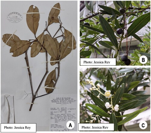 Figure 1. The specimen and morphology of C. soulattri. (A) The specimen of C. soulattri (accession number: 14288); (B) The fruit and (C) the inflorescence and leaves of C. soulattri. (Photo credits: Jessica Rey).