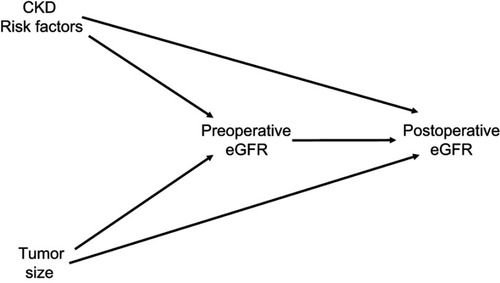 Figure 4 Potential role of collider-stratification bias. This directed acyclic graph (DAG) depicts the hypothesized causal relationship between preoperative estimated glomerular filtration rate (eGFR) and postoperative eGFR, confounded by both tumor size and other risk factors for chronic kidney disease (CKD). In this model, the relationship between tumor size and postoperative eGFR is shown to be mediated by preoperative eGFR, as larger tumors tend to cause preoperative reductions in kidney function. Physiologically, it would be expected that the direct effect of tumor size on postoperative eGFR is quite small in magnitude, because once a tumor has been excised, it should not continue to influence kidney function. Also depicted in this model are other risk factors for CKD, most of which were unmeasured, which would cause reductions in both pre- and postoperative eGFR. Unlike tumor size, other risk factors for CKD will probably lead to ongoing deterioration in kidney function. Therefore, preoperative eGFR becomes a collider in this DAG. When evaluating the association between tumor size and postoperative eGFR, adjusting for this collider may result in a biased estimate, because a spurious causal pathway is opened (Tumor Size → Preoperative eGFR ← CKD Risk Factors → Postoperative eGFR). This becomes a problem because an artificial comparison is generated. The existence of a low preoperative eGFR can be caused by a large tumor, CKD risk factors, or both; however, if a patient has a low preoperative eGFR caused by a growing tumor, it becomes less likely that the preoperative eGFR is caused by CKD risk factors. This is not taken into account by the model, which assumes a low preoperative eGFR has the same likelihood of causing low postoperative eGFR, regardless of the underlying reason (because the CKD risk factors are largely unmeasured, and not accounted for in the model). Consequently, patients with low preoperative eGFR caused by something that is unlikely to be associated with ongoing functional deterioration (a large tumor) are compared with patients who have a low preoperative eGFR caused by something that is likely to be associated with ongoing functional deterioration (CKD risk factors). This results in larger tumors being inappropriately seen as protective.