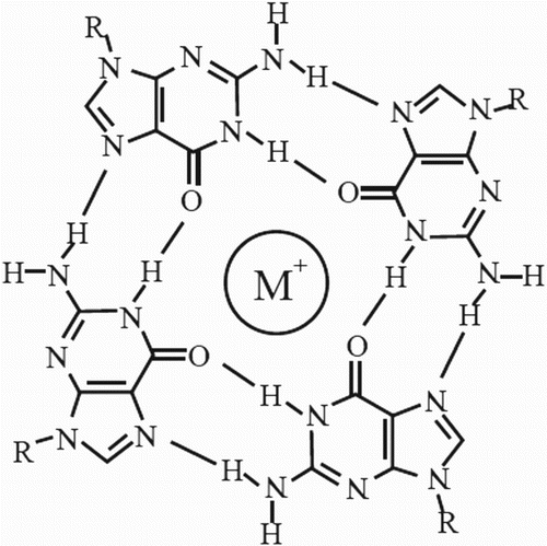 Figure 8. Structure of a G-tetrad (quadruplex). Adapted from Bidzinska et al. (Citation2013).