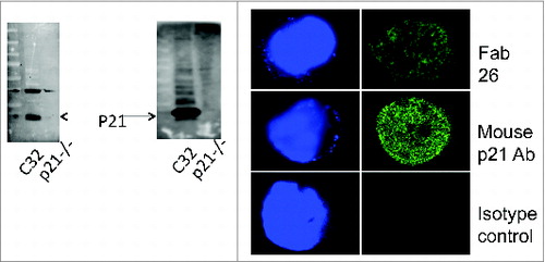 Figure 2. Colorectal cancer patient-derived Fab 26 detects p21 via western blot and Immunofluorescence assays. Colorectal cancer (CRC) patients with high antibody titers were used to derive anti-p21 Fab antibody fragments. Total RNA was isolated from freshly prepared peripheral mononuclear cells, reverse transcribed and subject to PCR to amplify variable heavy chain and light chain antibody regions. (2A) Western blot of cell lysates from C32 CRC cells overexpressing p21 and HCT116 p21−/−, a p21 null CRC cell line, probed by Fab 26 (Left panel) and mouse p21 (Right panel) revealing reliable and specific detection of p21 by Fab 26. (2B) Immunofluorescence staining of HCT116 cells using Fab 26 (upper panel) or monoclonal mouse p21 Ab (middle panel), compared to isotype control in the absence of Fab 26 and presence of secondary and fluorescence Ab (lower panel). Images were taken using confocal microscopy and the 40X objective. The DAPI staining of the stained nuclei are shown on the left for each respective immunofluorescence experiment. The depicted results are representative of 2 independent experiments.