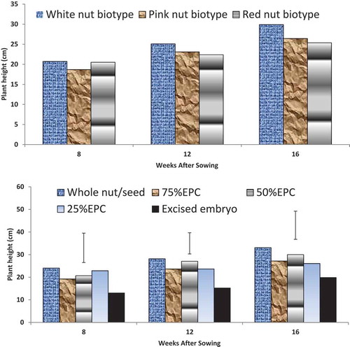 Figure 2. (a) Height (cm) of kola plantlets as affected by bio-type colour of nut sown in the pre-nursery. (b) Height of kola plantlets as affected by mini-nut treatment in the pre-nursery.