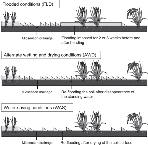 Figure 1. Illustration of the three irrigation regimes that were applied to paddy fields at the nine sites after the mid-season drainage.