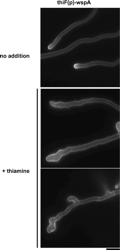 Fig. 6. Morphology of the hyphae under the wspA-repressing condition.