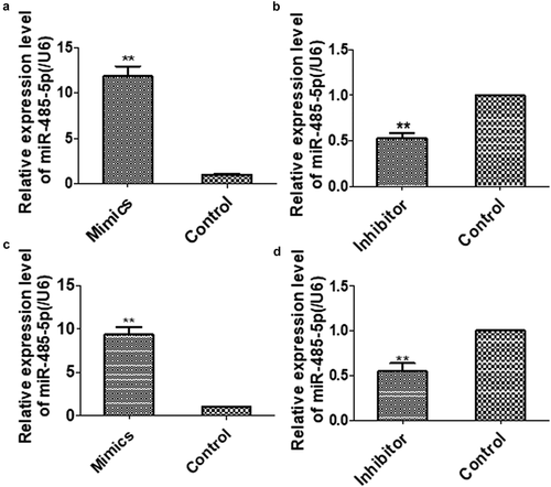 Figure 2. The levels of MiR-485-5 level in NCI-H446 and NCI-H1688 cells transfected with miR-485-5p mimics, miR-485-5p inhibitor or their corresponding controls. The expression levels of miR-485-5p were normalized to U6 RNA expression and were presented as the mean ± SEM from three independent experiments. (a), NCI-H446 cells were transfected with miR-485-5p mimic or mimimics-NC; (b), NCI-H446 cells were transfected with miR-485-5p inhibitor or the corresponding control; (c), NCI-H1688 cells were transfected with miR-485-5p mimics or mimics-NC; (d), NCI-H1688 cells were transfected with miR-485-5p inhibitor or the corresponding inhibitor control (n=3, **p<0.01).