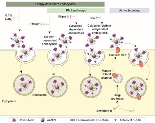 Figure 4 Schematic of potential cell internalization routes of AuPEG_3 and AuPEG_4: (i) via energy-dependent endocytosis processes, among which (ii) RME pathways, and/or (iii) by active targeting of the Kv11.1 subunit of the hERG1 potassium (K+) channels, which are aberrantly expressed on PANC-1 cells surface.Notes: Folding and assembly of the hERG1 channels occur in ER. Folded polypeptides are then transported to the Golgi apparatus and mature channels traffic to the cell membrane via vesicles. The inhibitors (‘T’ shaped symbols) used for identifying the mechanism by which PANC-1 cells internalized AuPEG_3 and AuPEG_4 are also depicted. AuNPs are represented by gray circles, PEG chains by the (~) symbol, DOX by purple stars, and anti-Kv11.1-pAb by blue triangles. Please note that drawings are not to scale.Abbreviations: PEG, polyethylene glycol; RME, receptor-mediated endocytosis; ER, endoplasmic reticulum; DOX, doxorubicin; pAb, polyclonal antibody; AuNPs, gold nanoparticles; AuPEG, PEG-coated AuNPs; h, hours.