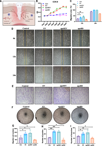 Figure 3 apoSEV promoted the proliferation, migration, and tube formation of HUVEC. (A) Schematic illustration of apoSEV promoted cellular function recover of the endothelia cells and fibroblast in the phase of proliferative. (B) The effects of apoSEV, EV and apoBD on HUVEC proliferation under high glucose conditions was examined by CCK8 assay. (C and D) Representative images showcasing the wound closure progress of HUVECs in various experimental groups, as determined through the cell scratch assay at the 12-hour and 24-hour time points (D). Scale bar = 200 μm. Statistical analysis of migration area (%) in scratch assay (C). (E and G) Representative images of transwell migration assay of HUVECs in different groups (E). Statistical analysis of migrated number of HUVECs in transwell assay (G). (F, H and G) Tube formation of HUVECs with different treatment. Scale bar = 200 μm. (F) Statistical analysis of total junction and branch points representing tube formation ability (H and I). The data in the figures represent the mean ±SD. Significant differences between groups are indicated as * P< 0.05; ** P < 0.01; *** P < 0.001; NS, not significant.