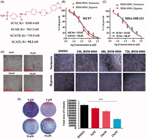 Figure 1. Tumoricidal role of BSM-0004 against MCF7 cells. (A) Inhibitory action of BSM-0004 against hCA I, II, IX, and XII isoforms. (B) BSM-0004 significantly inhibits the propagation of MCF7 cells. IC50 curves were fitted to the data. (C) BSM-0004 significantly impedes the propagation of MDA-MA-231cells in normoxic and hypoxic conditions. IC50 curves were plotted using obtained data. (D) Concentrations (10, 20 and 30 μM) and time dependent (24–72 h) morphological changes in MCF-7 cells were observed under the phase-contrast microscopy after treatment of BSM-0004. (E) The influence of BSM-0004 on the clonogenicity of MCF7 cells; the cells were seeded in six-well plates and treated with indicated concentrations of BSM-0004 for eight days, total number of colonies were calculated using ImageJ (Bethesda, MD).