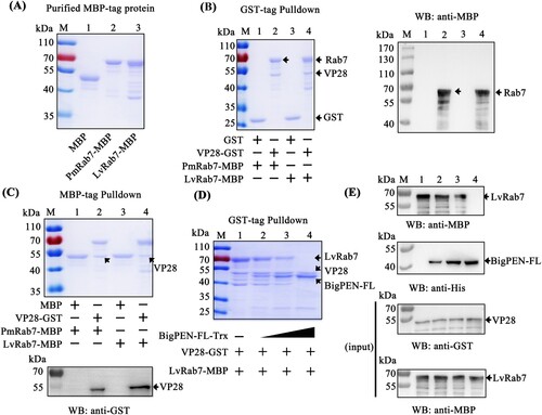 Figure 9. BigPEN interfered with VP28 in binding LvRab7. (A) Recombinant expression and purification of MBP-tagged PmRab7 and LvRab7. (B–C) The interaction between VP28 with PmRab7 or LvRab7 was detected via (B) GST-pulldown and (C) MBP-pulldown assays. VP28 was able to bind PmRab7 or LvRab7, as shown by staining with Coomassie blue and western blot analysis. (D–E) BigPEN interfered with the VP28-LvRab7 interaction as shown by (D) Coomassie blue staining and (E) western blot analysis of a GST-pulldown assay. All of the experiments were repeated three times with similar results.