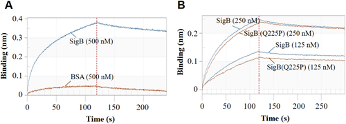 Fig. 8 The binding sensorgrams (nM) for nuc promotor-SigB or SigB(Q225P) interaction using single cycle kinetic assay format.a The specificity of the system. BSA served as negative control. b SigB and SigB(Q225P) proteins interacted with nuc promotor in a dose-dependent manner