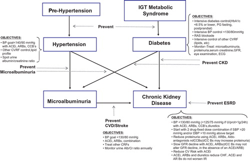 Figure 4 The relationship between hypertension, diabetes and chronic kidney disease and treatment objectives. IGT, impaired glucose tolerance; PG, plasma glucose; BP, blood pressure; RAS, renin–angiotensin system; CVRF, cardiovascular risk factor; GFR, glomerular filtration rate; ECG, electrocardiogram; CKD, chronic kidney disease; ESRD, end‐stage renal disease; ACEI, angiotensin‐converting enzyme inhibitor; ARB, angiotensin II receptor blocker; CCB, calcium‐channel blocker; CVD, cardiovascular disease.
