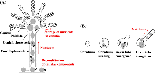 Fig. 7. Schematic diagram for the putative flow of nutrients recycled by autophagy during conidiation and germination.Citation27)