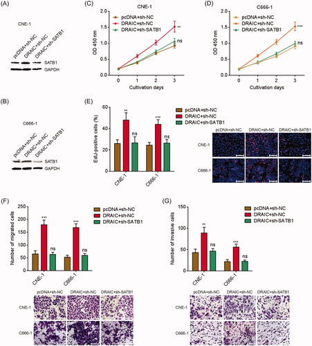 Figure 6. SATB1 knockdown abrogated the roles of DRAIC on NPC cell growth, migration and invasion. (A,B) SATB1 protein levels in DRAIC stably overexpressed and concurrently SATB1 stably depleted CNE-1 (A) and C666-1 (B) cells were determined by Western blot. (C,D) Cell proliferation of DRAIC stably overexpressed and concurrently SATB1 stably depleted CNE-1 (C) and C666-1 (D) cells was determined by CCK-8 assays. (E) Cell proliferation of DRAIC stably overexpressed and concurrently SATB1 stably depleted CNE-1 and C666-1 cells was determined by EdU incorporation assays. Scale bars, 100 μm. (F) Cell migration of DRAIC stably overexpressed and concurrently SATB1 stably depleted CNE-1 and C666-1 cells was determined by transwell migration assays. Scale bars, 100 μm. (G) Cell invasion of DRAIC stably overexpressed and concurrently SATB1 stably depleted CNE-1 and C666-1 cells was determined by transwell invasion assays. Scale bars, 100 μm. Data represent the mean ± SD of three independent experiments. ns: not significant; **p < .01; ***p < .001.